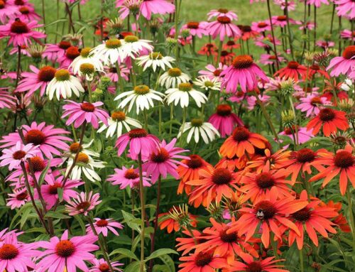 Antibióticos naturales: plantas y especias